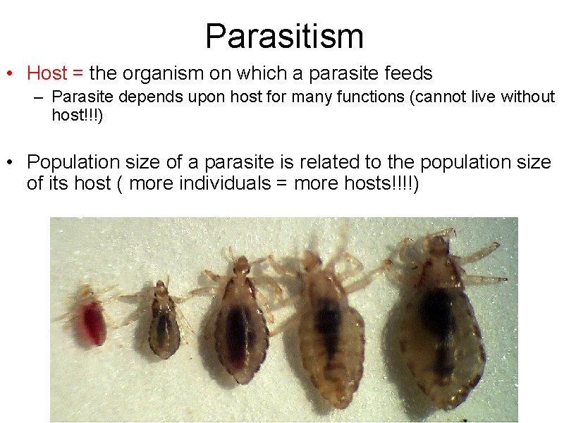 Parasitism • Host = the organism on which a parasite feeds – Parasite depends