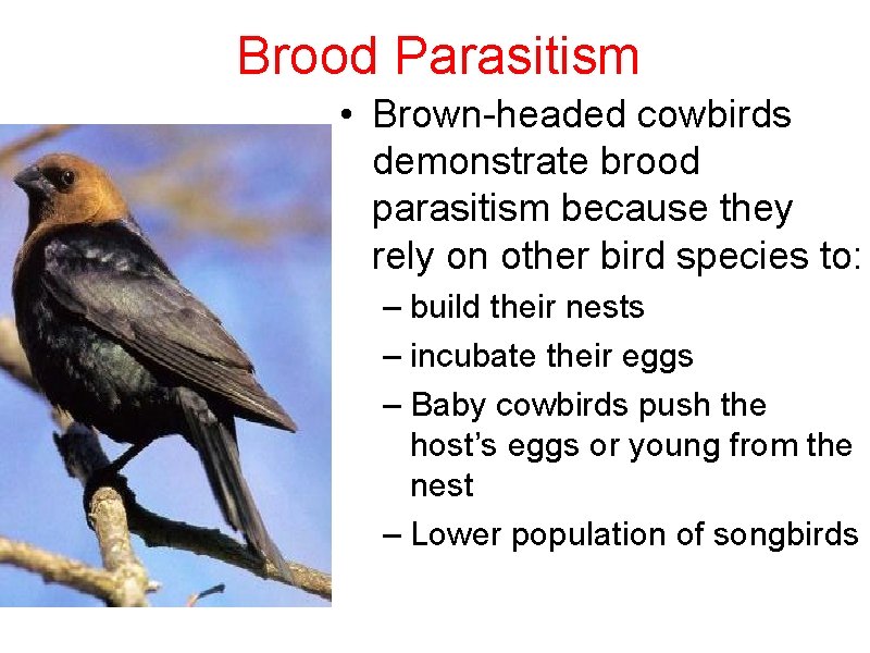 Brood Parasitism • Brown-headed cowbirds demonstrate brood parasitism because they rely on other bird