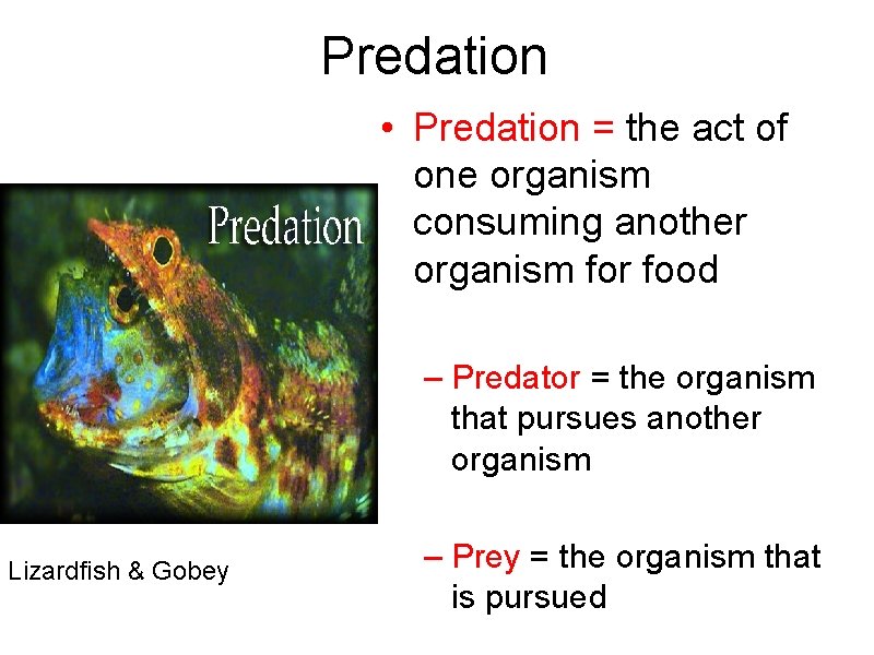 Predation • Predation = the act of one organism consuming another organism for food