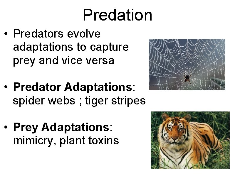 Predation • Predators evolve adaptations to capture prey and vice versa • Predator Adaptations: