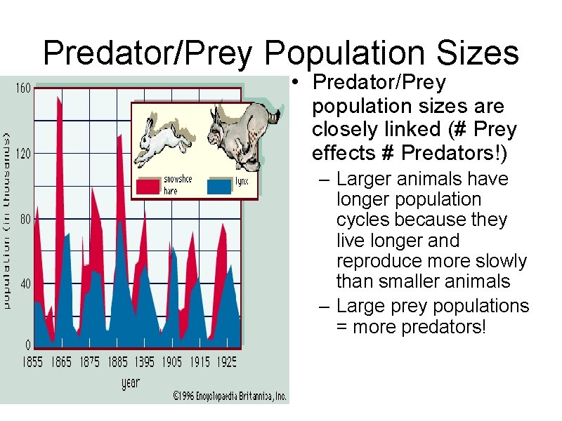 Predator/Prey Population Sizes • Predator/Prey population sizes are closely linked (# Prey effects #