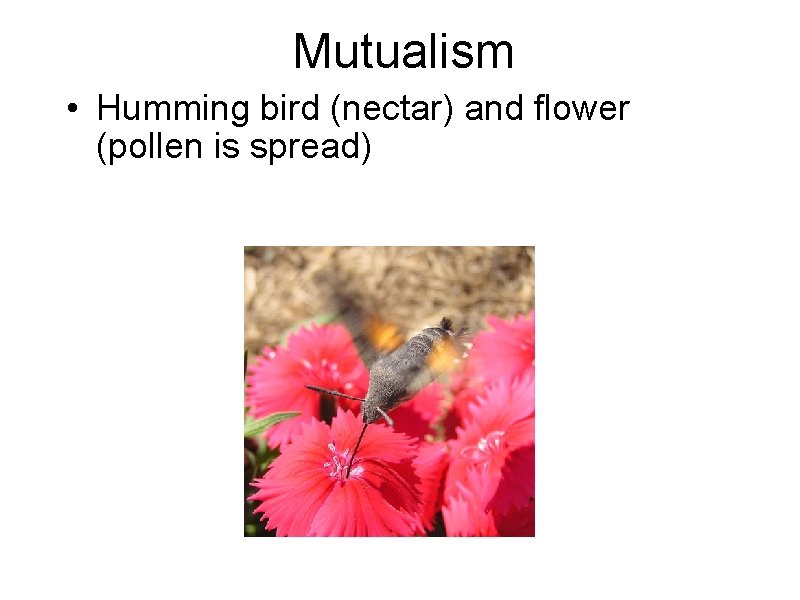 Mutualism • Humming bird (nectar) and flower (pollen is spread) 