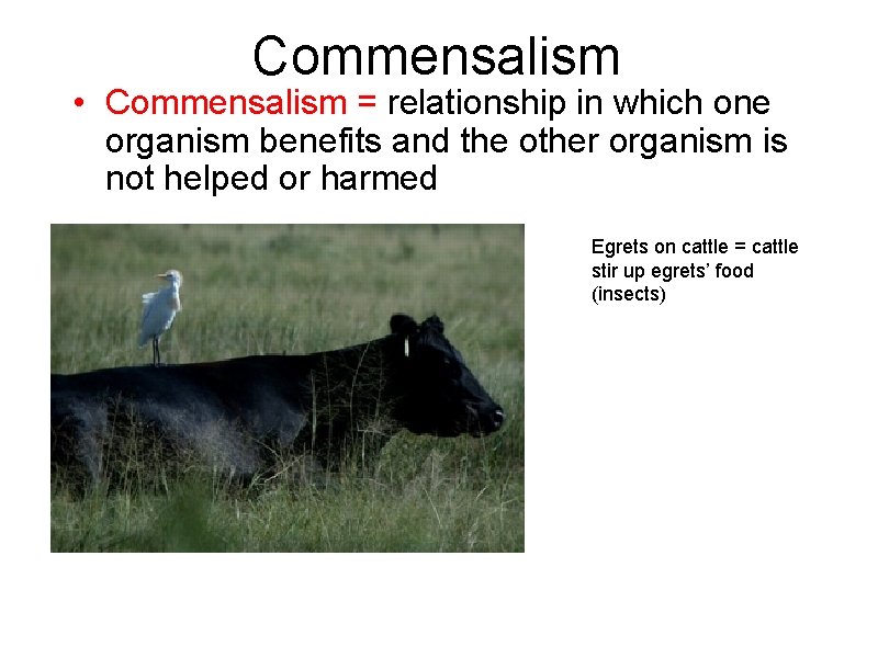 Commensalism • Commensalism = relationship in which one organism benefits and the other organism