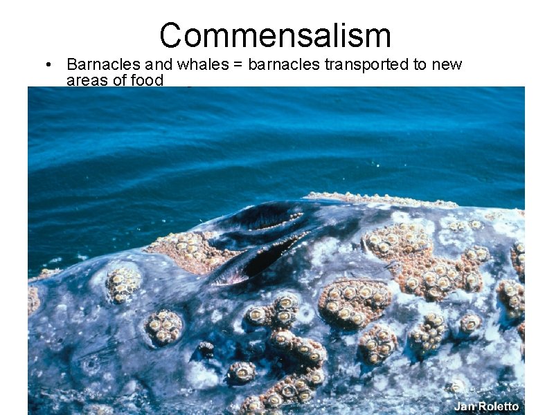 Commensalism • Barnacles and whales = barnacles transported to new areas of food 