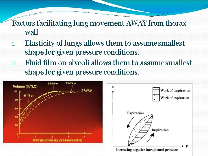 Factors facilitating lung movement AWAY from thorax wall i. Elasticity of lungs allows them