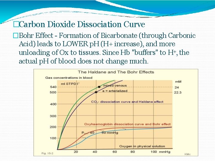 �Carbon Dioxide Dissociation Curve �Bohr Effect - Formation of Bicarbonate (through Carbonic Acid) leads