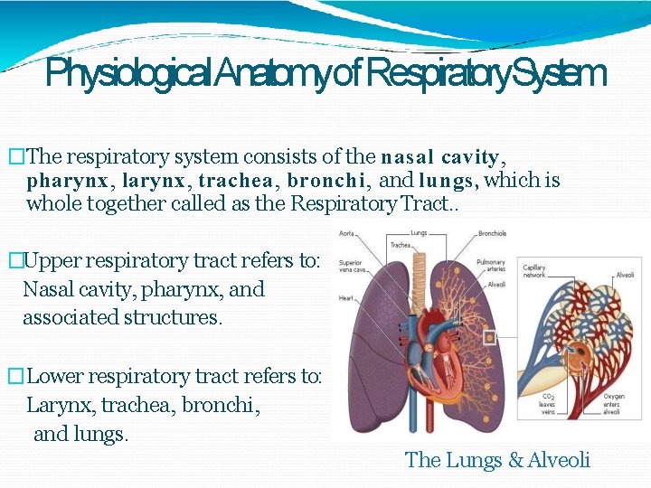 Physiological. Anatomyof Respiratory. System �The respiratory system consists of the nasal cavity, pharynx, larynx,
