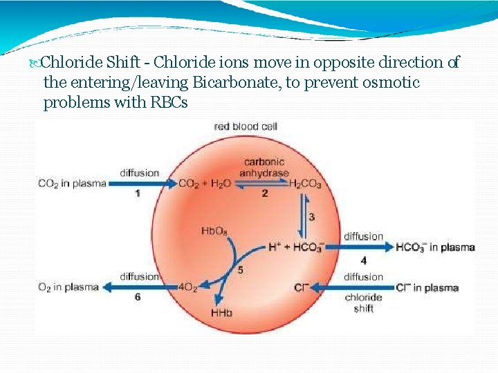  Chloride Shift - Chloride ions move in opposite direction of the entering/leaving Bicarbonate,