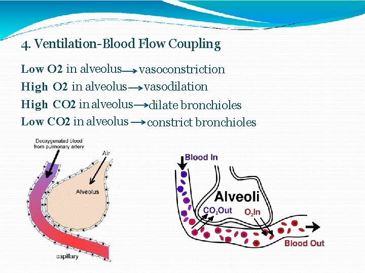 4. Ventilation-Blood Flow Coupling Low O 2 in alveolus vasoconstriction High O 2 in