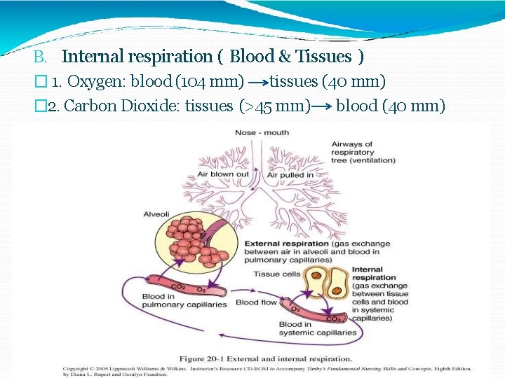 B. Internal respiration ( Blood & Tissues ) � 1. Oxygen: blood (104 mm)