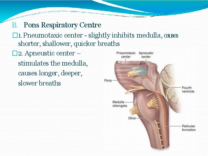 B. Pons Respiratory Centre � 1. Pneumotaxic center - slightly inhibits medulla, causes shorter,