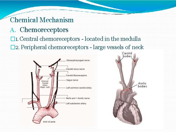 Chemical Mechanism A. Chemoreceptors � 1. Central chemoreceptors - located in the medulla �