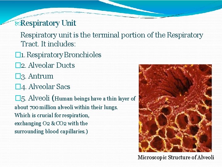  Respiratory Unit Respiratory unit is the terminal portion of the Respiratory Tract. It