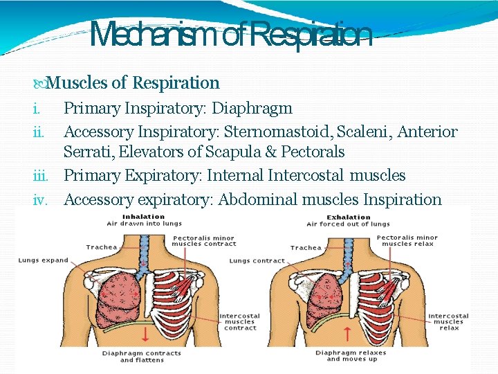 Mechanism of Respiration Muscles of Respiration i. Primary Inspiratory: Diaphragm ii. Accessory Inspiratory: Sternomastoid,