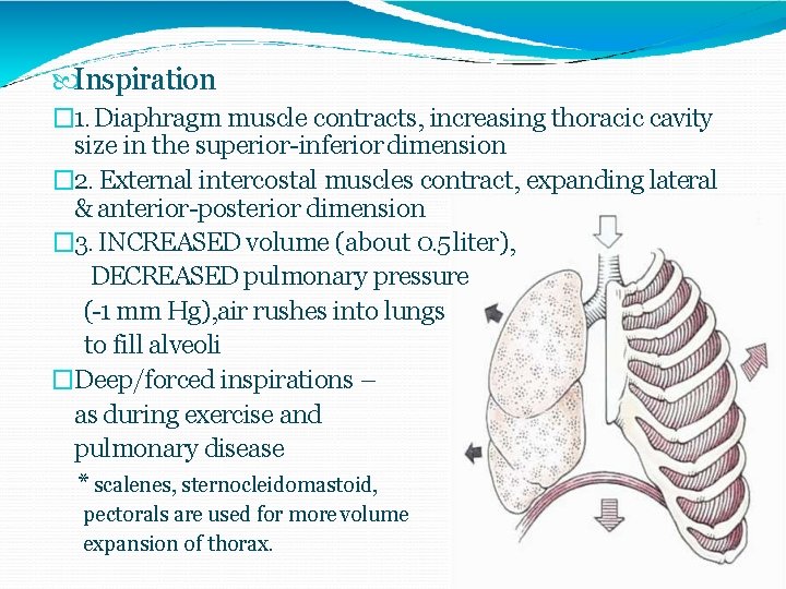  Inspiration � 1. Diaphragm muscle contracts, increasing thoracic cavity size in the superior-inferior