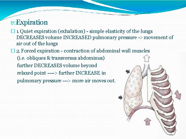  Expiration � 1. Quiet expiration (exhalation) - simple elasticity of the lungs DECREASES