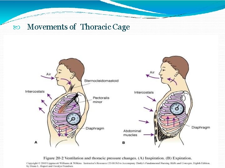  Movements of Thoracic Cage 