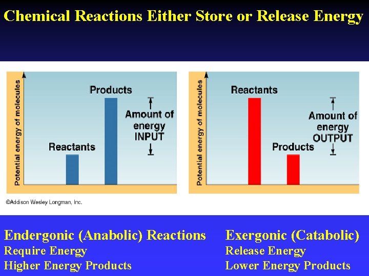 Chemical Reactions Either Store or Release Energy Endergonic (Anabolic) Reactions Exergonic (Catabolic) Require Energy