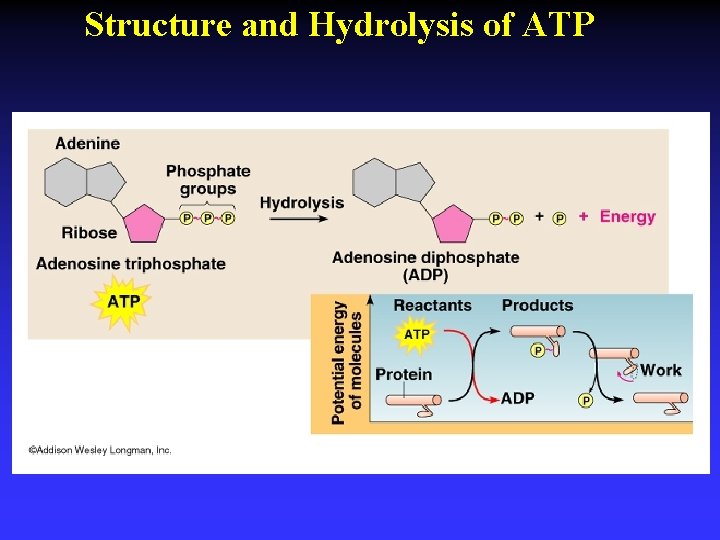 Structure and Hydrolysis of ATP 