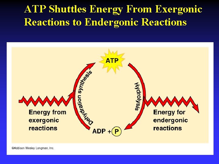 ATP Shuttles Energy From Exergonic Reactions to Endergonic Reactions 