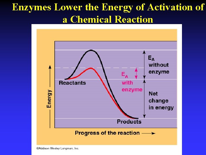 Enzymes Lower the Energy of Activation of a Chemical Reaction 