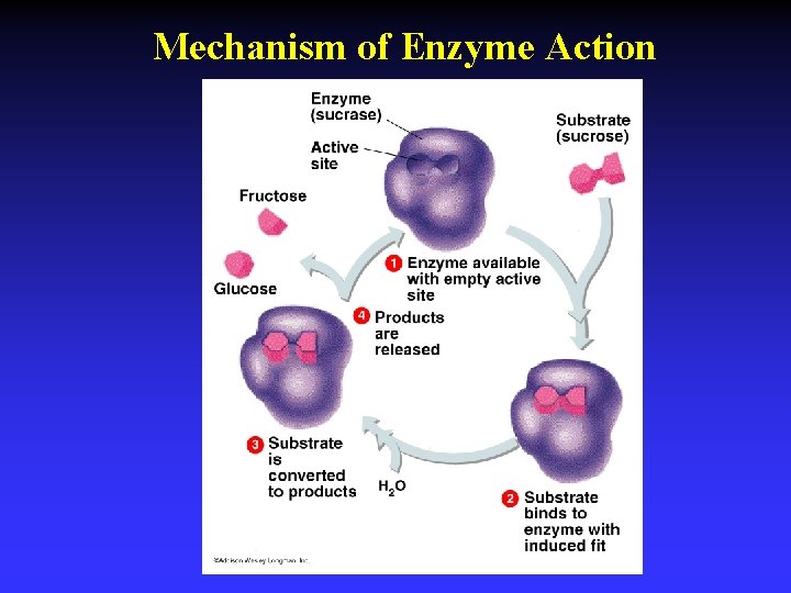 Mechanism of Enzyme Action 