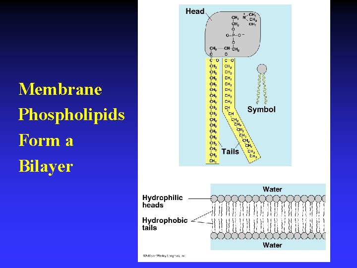 Membrane Phospholipids Form a Bilayer 