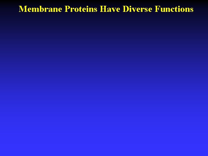 Membrane Proteins Have Diverse Functions 