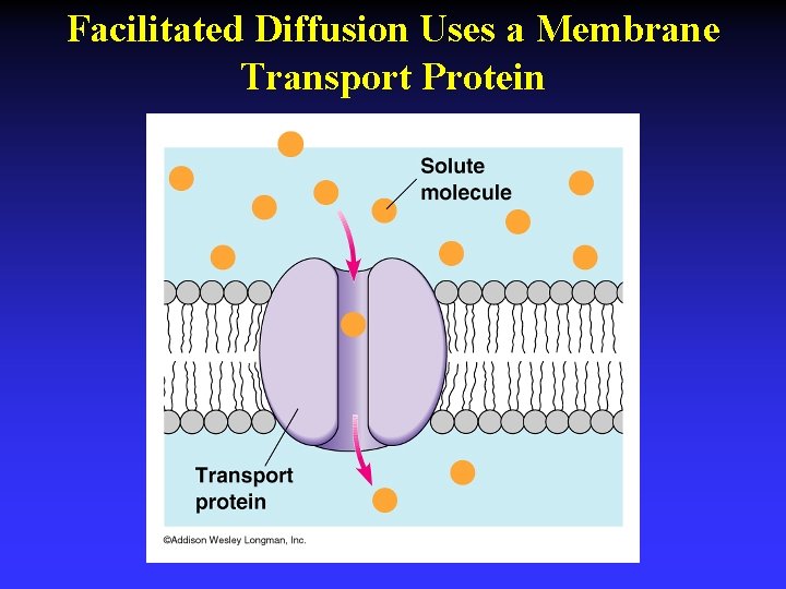 Facilitated Diffusion Uses a Membrane Transport Protein 