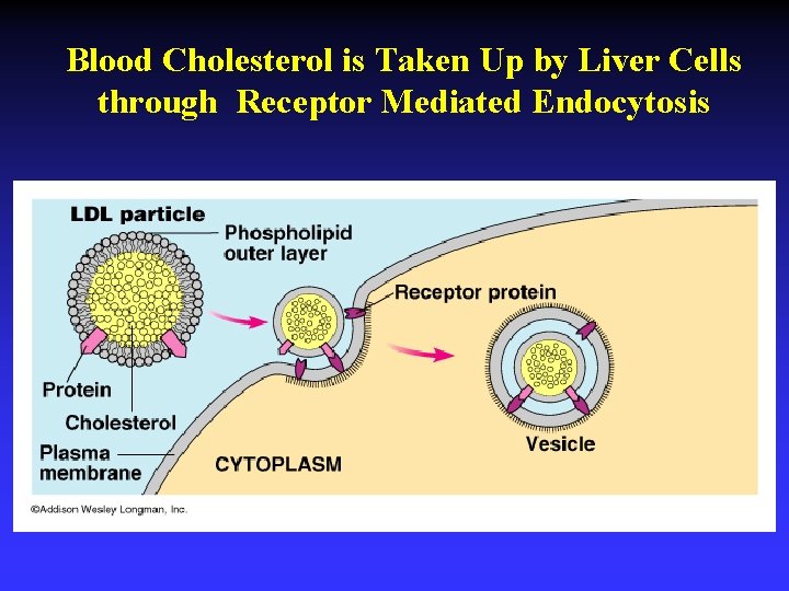 Blood Cholesterol is Taken Up by Liver Cells through Receptor Mediated Endocytosis 