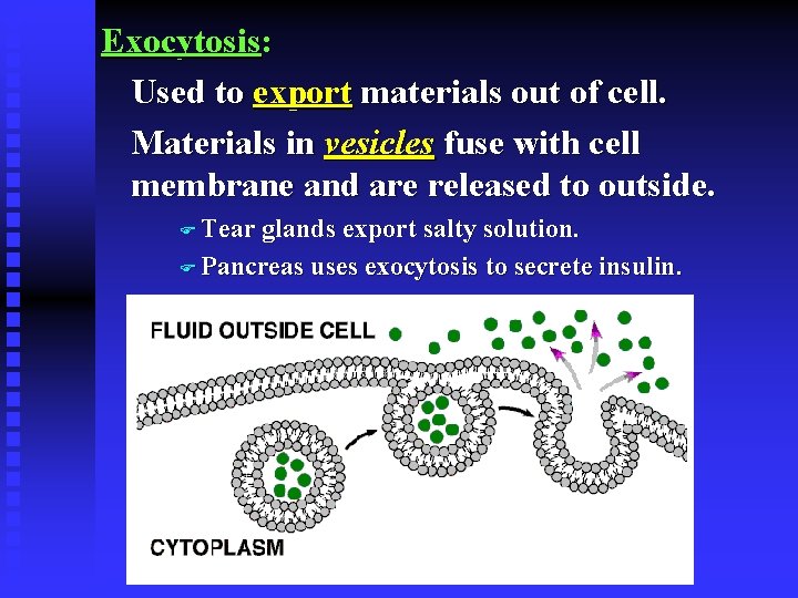 Exocytosis: Used to export materials out of cell. Materials in vesicles fuse with cell