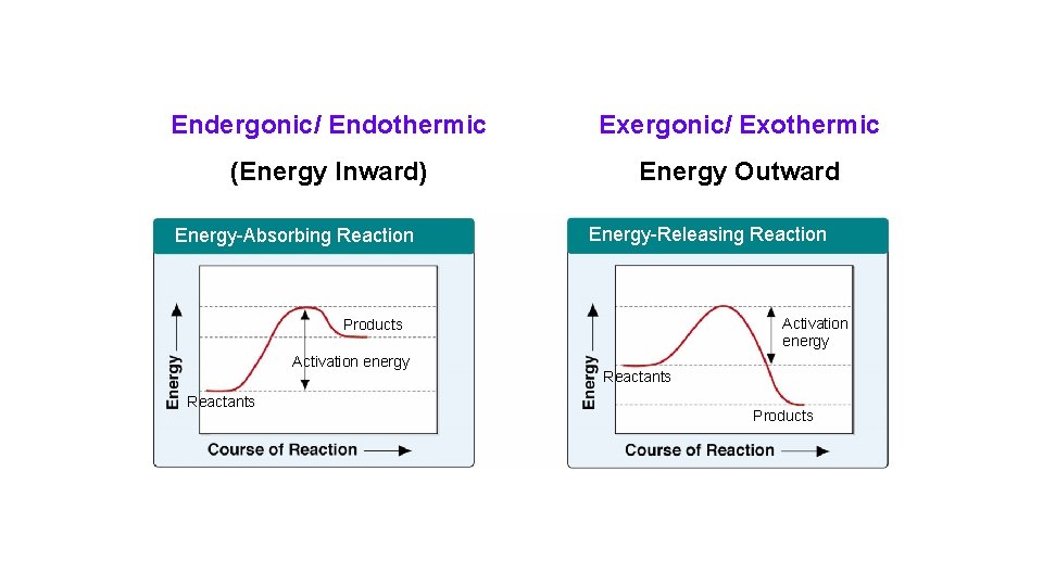 Endergonic/ Endothermic Exergonic/ Exothermic (Energy Inward) Energy Outward Energy-Absorbing Reaction Energy-Releasing Reaction Activation energy