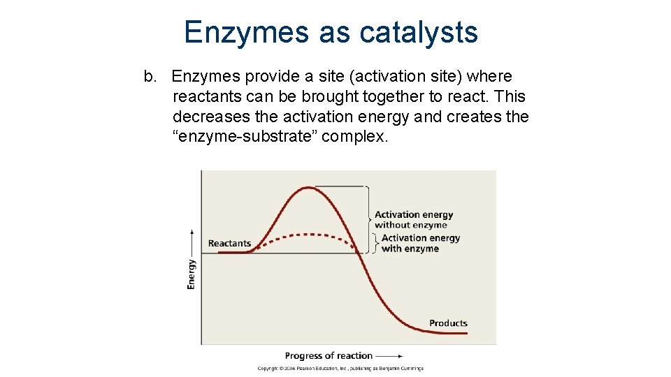 Enzymes as catalysts b. Enzymes provide a site (activation site) where reactants can be