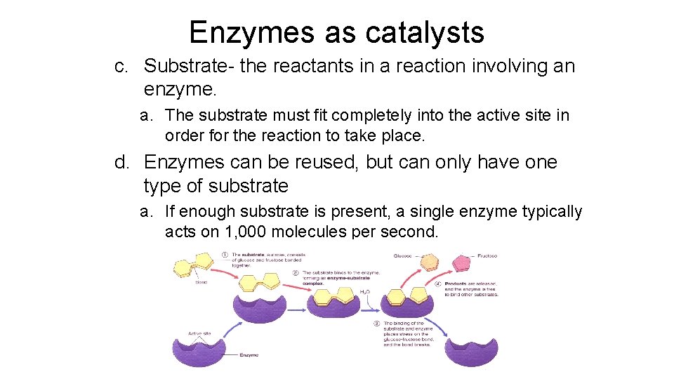 Enzymes as catalysts c. Substrate- the reactants in a reaction involving an enzyme. a.