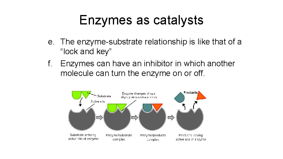 Enzymes as catalysts e. The enzyme-substrate relationship is like that of a “lock and