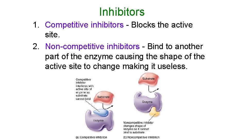Inhibitors 1. Competitive inhibitors - Blocks the active site. 2. Non-competitive inhibitors - Bind
