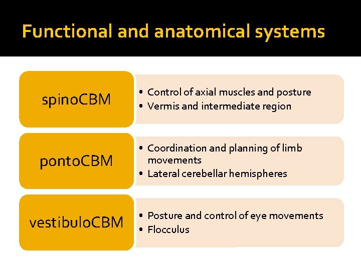 Functional and anatomical systems spino. CBM • Control of axial muscles and posture •