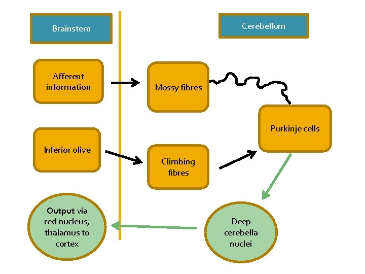 Cerebellum Brainstem Afferent information Mossy fibres Purkinje cells Inferior olive Climbing fibres Output via