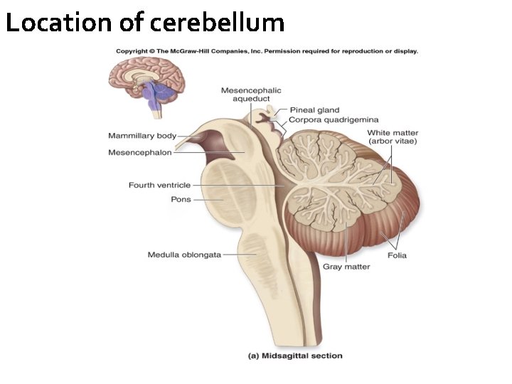 Location of cerebellum 