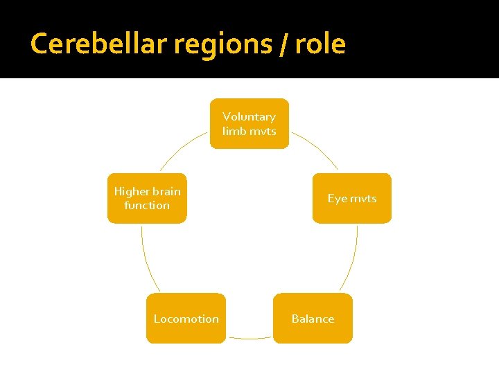 Cerebellar regions / role Voluntary limb mvts Higher brain function Locomotion Eye mvts Balance