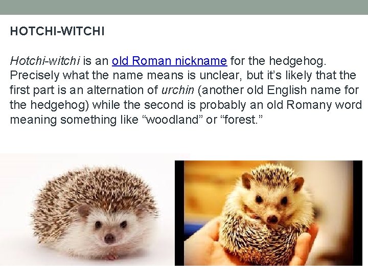 HOTCHI-WITCHI Hotchi-witchi is an old Roman nickname for the hedgehog. Precisely what the name HOTCHI-WITCHI Hotchi-witchi is an old Roman nickname for the hedgehog. Precisely what the name