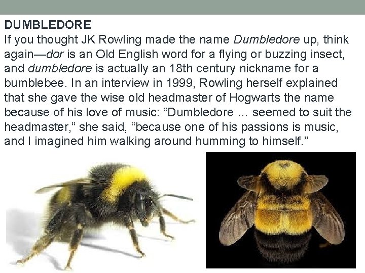 DUMBLEDORE If you thought JK Rowling made the name Dumbledore up, think again—dor is DUMBLEDORE If you thought JK Rowling made the name Dumbledore up, think again—dor is