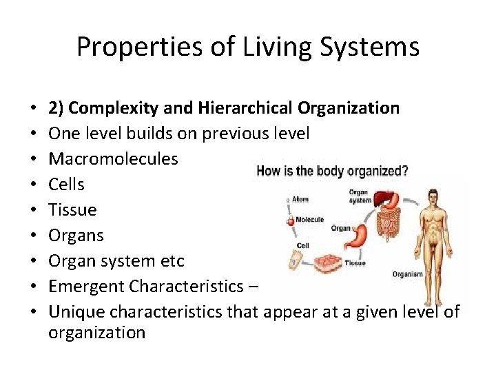 Properties of Living Systems • • • 2) Complexity and Hierarchical Organization One level Properties of Living Systems • • • 2) Complexity and Hierarchical Organization One level