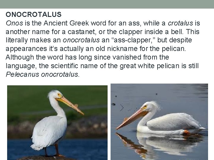 ONOCROTALUS Onos is the Ancient Greek word for an ass, while a crotalus is ONOCROTALUS Onos is the Ancient Greek word for an ass, while a crotalus is