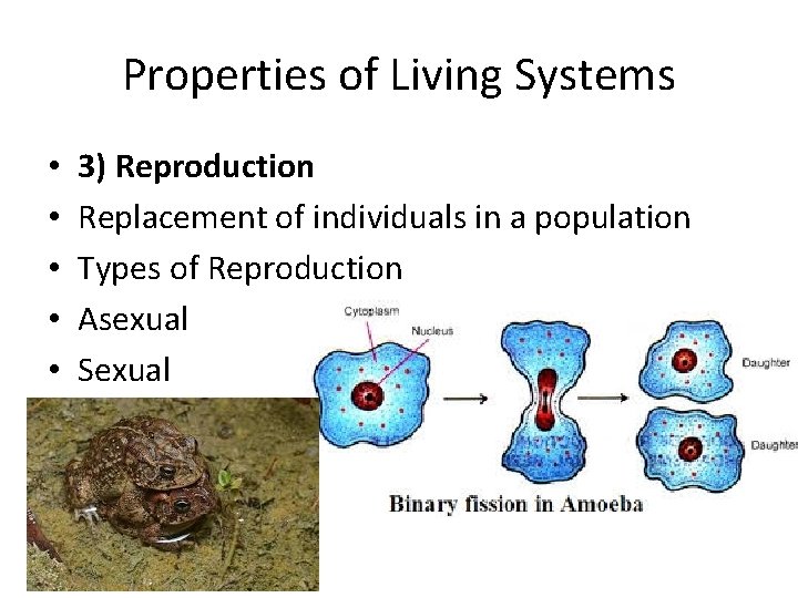 Properties of Living Systems • • • 3) Reproduction Replacement of individuals in a Properties of Living Systems • • • 3) Reproduction Replacement of individuals in a