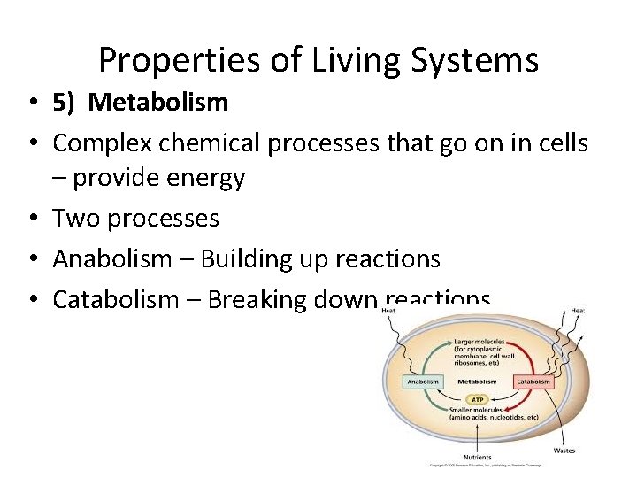 Properties of Living Systems • 5) Metabolism • Complex chemical processes that go on Properties of Living Systems • 5) Metabolism • Complex chemical processes that go on