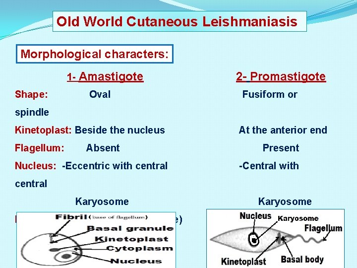 Old World Cutaneous Leishmaniasis Morphological characters: 1 - Amastigote Shape: Oval 2 - Promastigote