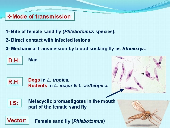 v. Mode of transmission 1 - Bite of female sand fly (Phlebotomus species). 2