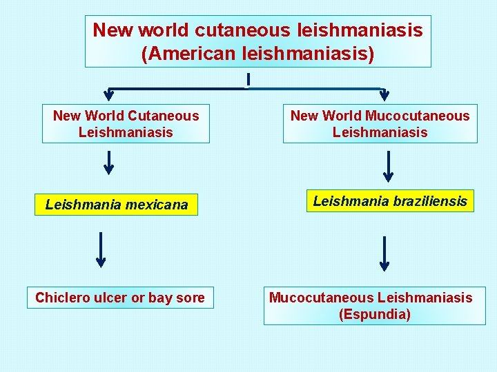 New world cutaneous leishmaniasis (American leishmaniasis) New World Cutaneous Leishmaniasis Leishmania mexicana Chiclero ulcer