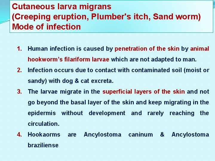Cutaneous larva migrans (Creeping eruption, Plumber's itch, Sand worm) Mode of infection 1. Human